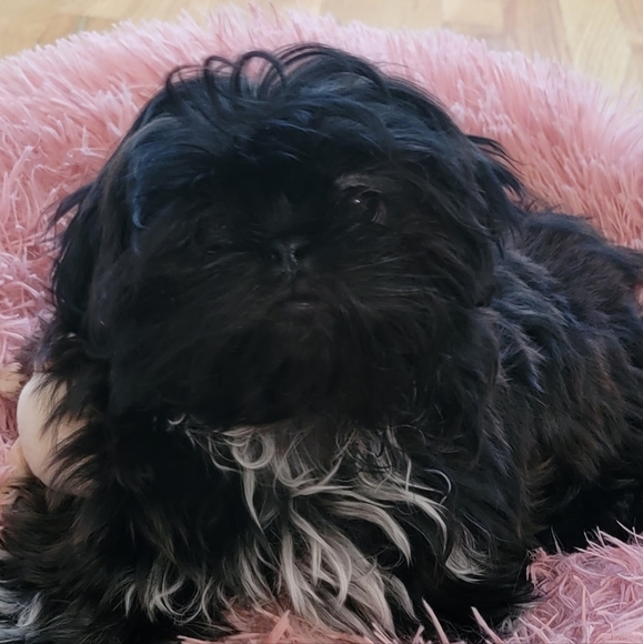 ๐Toys!  Need more toys!๐๐๐๐ - Picture 3 of 6